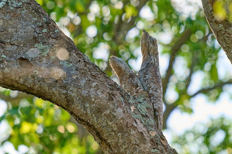 Bird with young bird the tree shape in the sunlight, surrounded by green foliage, Giant day dormouse (Nyctibius grandis), Pantanal, UNESCO Biosphere Reserve, World Heritage Site, Mato Grosso, Brazil