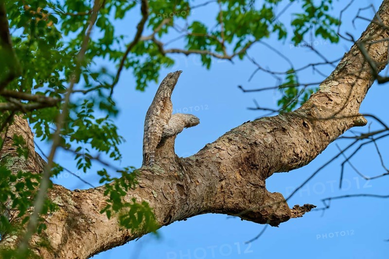Bird with juvenile on a high branch, subtly camouflaged against the blue sky and green leaves, giant day dormouse (Nyctibius grandis), Pantanal, UNESCO Biosphere Reserve, World Heritage Site, Mato Grosso, Brazil
