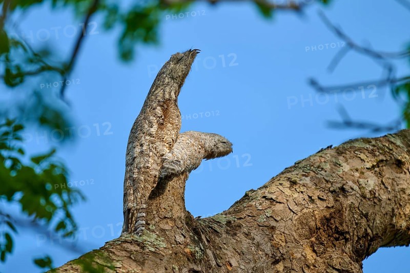 Well camouflaged bird with juvenile on a tree branch, melting into the bark under a blue sky, giant day dormouse (Nyctibius grandis), Pantanal, UNESCO Biosphere Reserve, World Heritage Site, Mato Grosso, Brazil