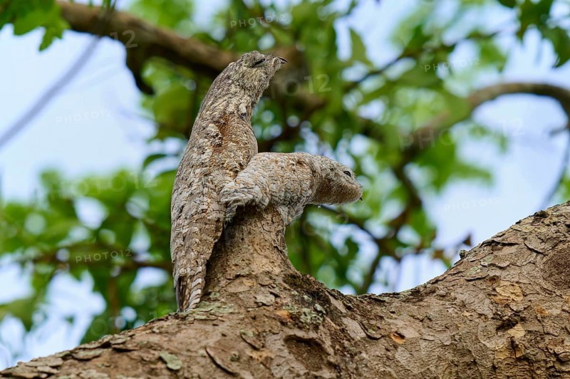Bird with juvenile camouflaged on a branch, blending into the bark, with green foliage in the background, giant day dormouse (Nyctibius grandis), Pantanal, UNESCO Biosphere Reserve, World Heritage Site, Mato Grosso, Brazil