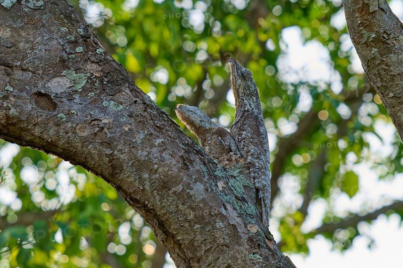 The bird with juvenile melts into the tree bark under dense, green leaves, giant day dormouse (Nyctibius grandis), Pantanal, UNESCO Biosphere Reserve, World Heritage Site, Mato Grosso, Brazil