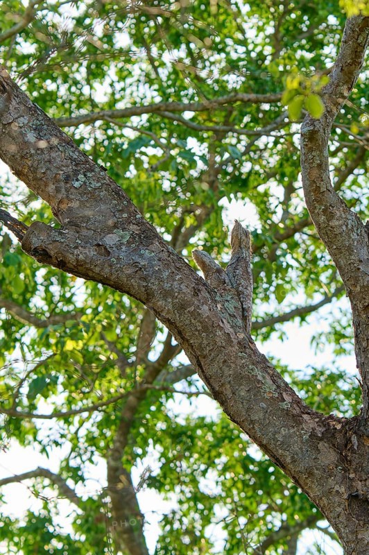 A well camouflaged bird with juvenile sits high in a tree with green foliage all around, giant day dormouse (Nyctibius grandis), Pantanal, UNESCO Biosphere Reserve, World Heritage Site, Mato Grosso, Brazil