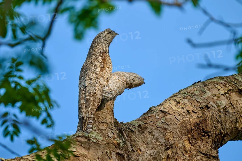 Bird with juvenile camouflaged on a branch with blue sky in the background, surrounded by leaves, giant day dormouse (Nyctibius grandis), Pantanal, UNESCO Biosphere Reserve, World Heritage Site, Mato Grosso, Brazil