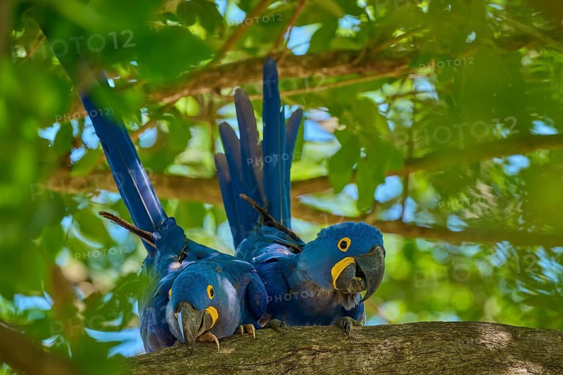 Two peaceful Hyacinth Macaws on a branch, surrounded by fresh green foliage in a tropical environment, Hyacinth Macaw (Anodorhynchus hyacinthinus), Pantanal, UNESCO Biosphere Reserve, World Heritage Site, Mato Grosso, Brazil