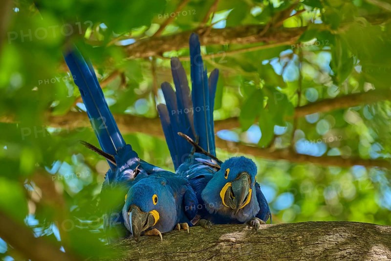 Two Hyacinth Macaws on a tree branch, embedded in a natural, green environment, Hyacinth Macaw (Anodorhynchus hyacinthinus), Pantanal, UNESCO Biosphere Reserve, World Heritage Site, Mato Grosso, Brazil