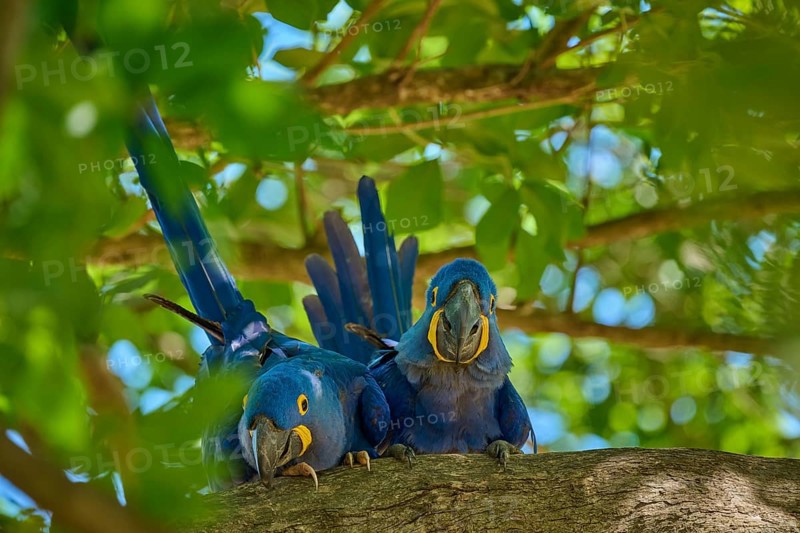 Two Hyacinth Macaws enjoying the surroundings on a tree branch, surrounded by green canopy, Hyacinth Macaw (Anodorhynchus hyacinthinus), Pantanal, UNESCO Biosphere Reserve, World Heritage Site, Mato Grosso, Brazil