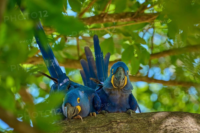 Two Hyacinth Macaws on a tree branch, surrounded by bright, sunny jungle foliage, Hyacinth Macaw (Anodorhynchus hyacinthinus), Pantanal, UNESCO Biosphere Reserve, World Heritage Site, Mato Grosso, Brazil
