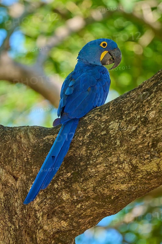 A single Hyacinth Macaw observing the surroundings from a tree branch, Hyacinth Macaw (Anodorhynchus hyacinthinus), Pantanal, UNESCO Biosphere Reserve, World Heritage Site, Mato Grosso, Brazil