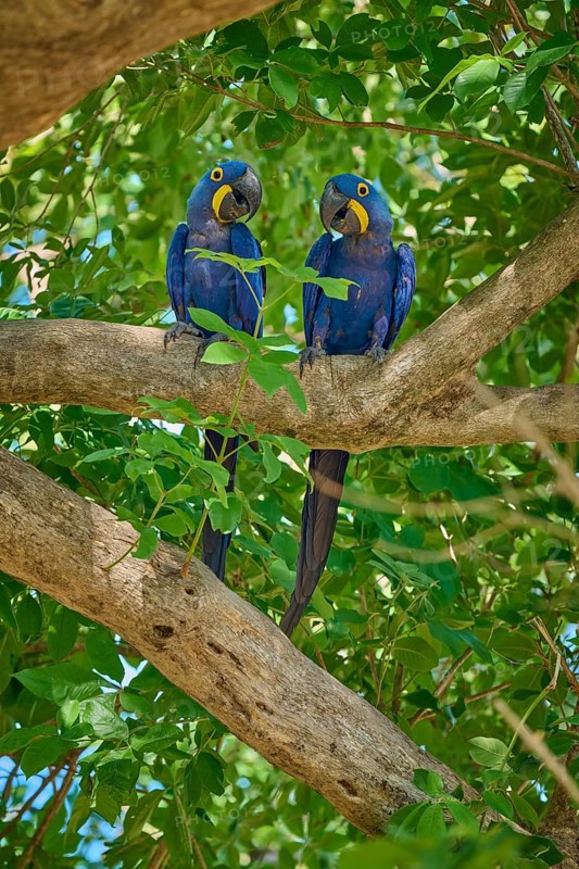Two Hyacinth Macaws showing affectionate behaviour on a tree, Hyacinth Macaw (Anodorhynchus hyacinthinus), Pantanal, UNESCO Biosphere Reserve, World Heritage Site, Mato Grosso, Brazil