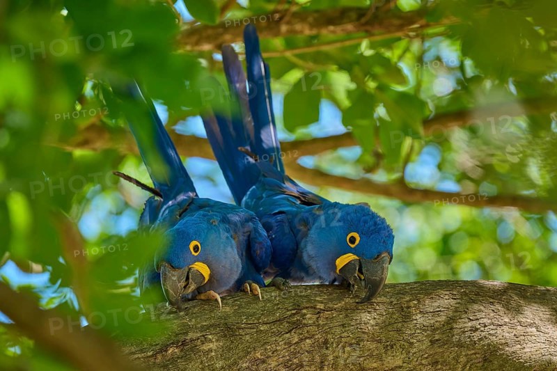 Two Hyacinth Macaws on a branch, surrounded by green leaves and bright daylight, Hyacinth Macaw (Anodorhynchus hyacinthinus), Pantanal, UNESCO Biosphere Reserve, World Heritage Site, Mato Grosso, Brazil