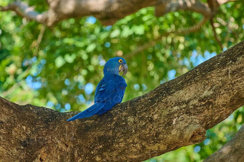A blue hyacinth macaw sits patiently on a thick branch, Hyacinth Macaw (Anodorhynchus hyacinthinus), Pantanal, UNESCO Biosphere Reserve, World Heritage Site, Mato Grosso, Brazil