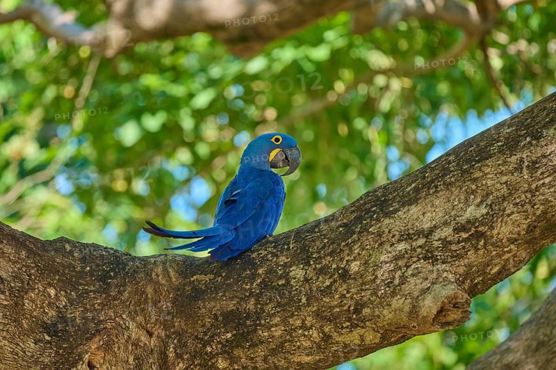 A Hyacinth Macaw sitting on a branch surrounded by light-coloured foliage, Hyacinth Macaw (Anodorhynchus hyacinthinus), Pantanal, UNESCO Biosphere Reserve, World Heritage Site, Mato Grosso, Brazil