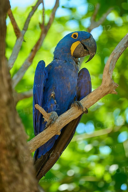 A blue macaw on a branch, surrounded by lush green leaves in a tropical environment, Hyacinth Macaw (Anodorhynchus hyacinthinus), Pantanal, UNESCO Biosphere Reserve, World Heritage Site, Mato Grosso, Brazil