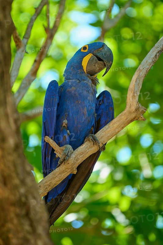 A blue macaw sits on a branch surrounded by dense green leaves in a tropical setting, Hyacinth Macaw (Anodorhynchus hyacinthinus), Pantanal, UNESCO Biosphere Reserve, World Heritage Site, Mato Grosso, Brazil
