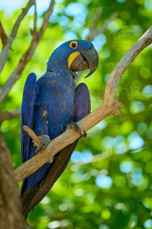 A blue macaw perched on a branch, surrounded by vivid green leaves, in a tropical setting, Hyacinth Macaw (Anodorhynchus hyacinthinus), Pantanal, UNESCO Biosphere Reserve, World Heritage Site, Mato Grosso, Brazil