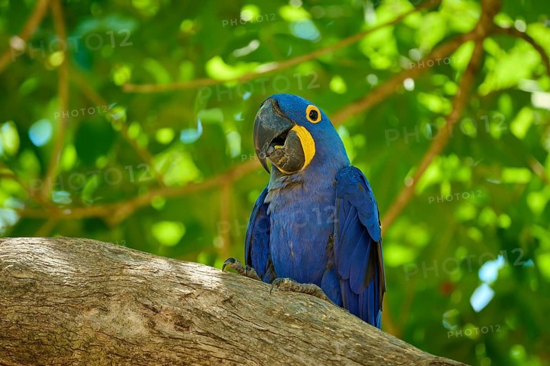 A blue macaw sits alone on a branch, surrounded by green leaves, in a tropical environment, Hyacinth Macaw (Anodorhynchus hyacinthinus), Pantanal, UNESCO Biosphere Reserve, World Heritage Site, Mato Grosso, Brazil