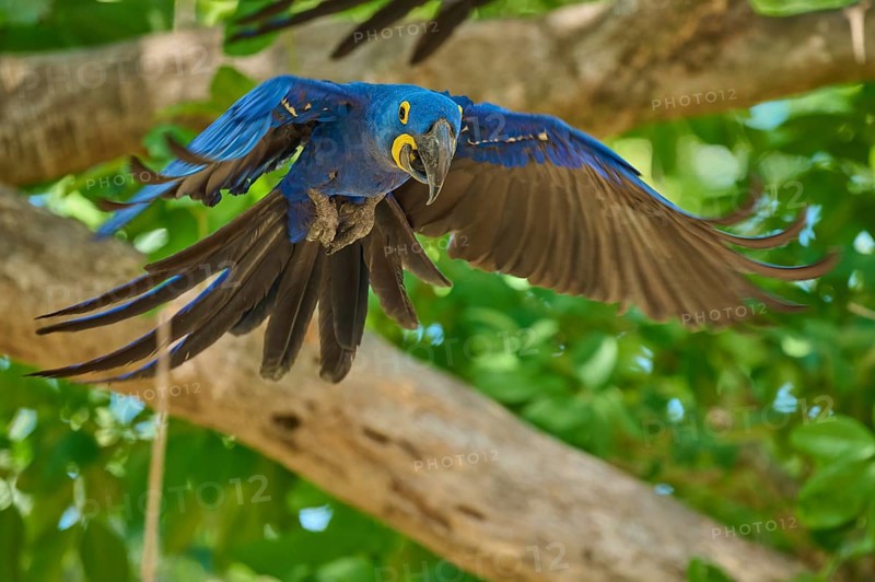 A Hyacinth Macaw flies dynamically through the canopy with outstretched wings, Hyacinth Macaw (Anodorhynchus hyacinthinus), Pantanal, UNESCO Biosphere Reserve, World Heritage Site, Mato Grosso, Brazil