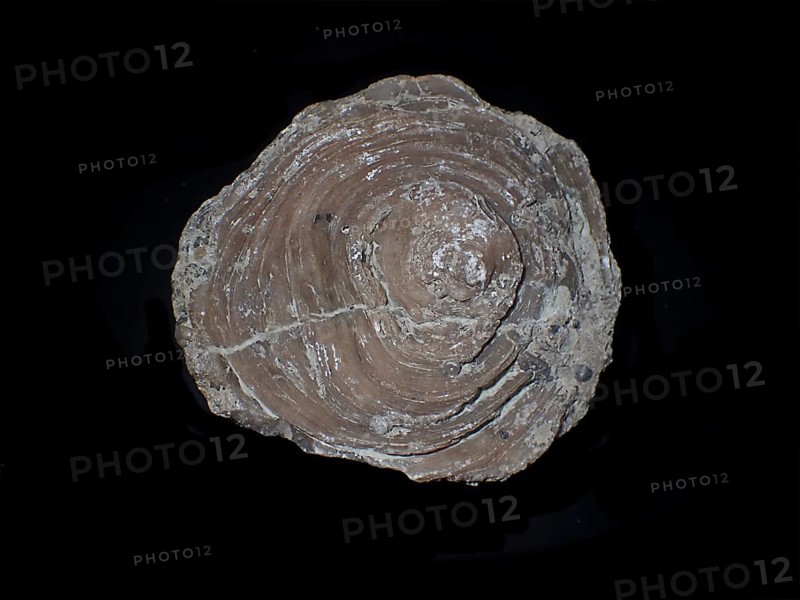 Fossil coral, petrification, Cunnolites sp., fossil, chalk, Santonium, Gosau layers, around 80 million years old, Russbach, Salzburg, Austria