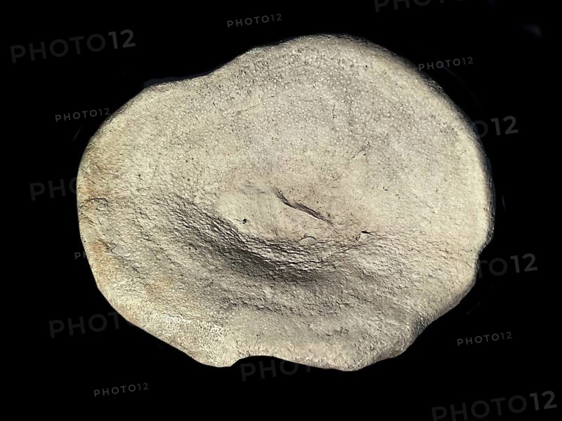Fossil sponge, petrification, Porifera spee., fossil, campan, chalk, around 80 million years old, Höver, Lower Saxony, Germany