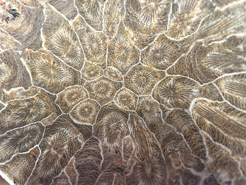 Hexagonaria hexagona, polished, polyp, coral polyp, fossil coral, fossilization, Devonian, Middle Devonian, approximately 395 million years old, Boudib, Essimour, Alnif, Morocco