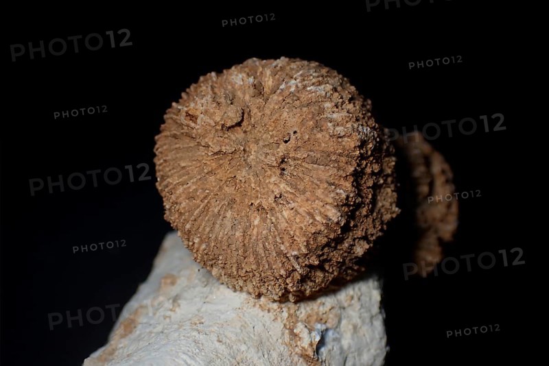 Fossil coral, petrification, Thecosmilia trichotoma., fossil, Malm, Jura, around 150 million years old, Nattheim, Baden-Württemberg, Germany