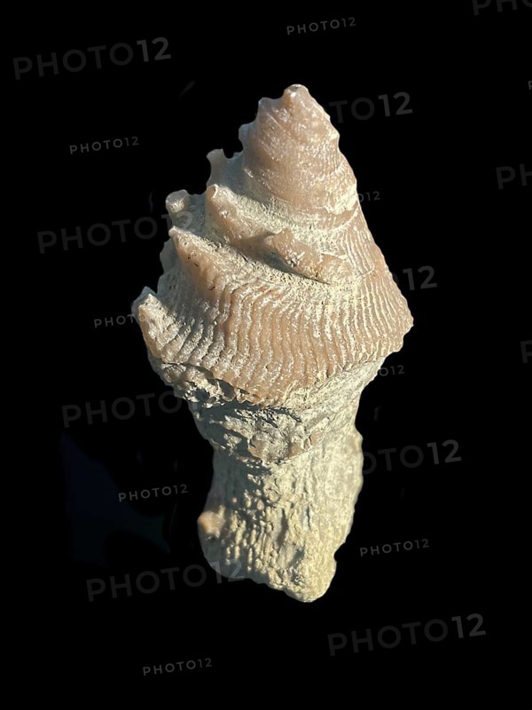 Fossil coral, petrification, cystiphyllum tenue, fossil, siluric around 430 million years old, Gotland Sweden