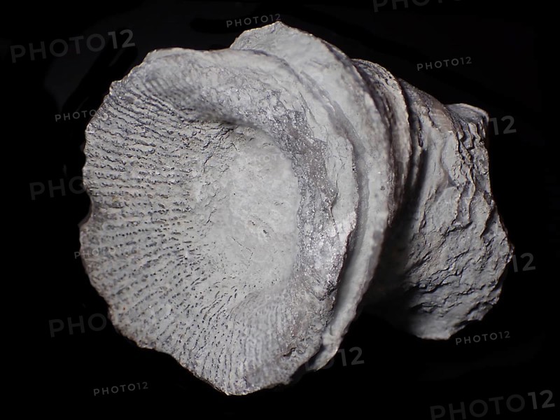 Fossil coral, petrification, cystiphyllum tenue, fossil, siluric around 430 million years old, Gotland Sweden