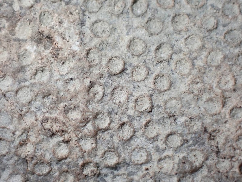 Fossil coral, petrification, Heliolites spec., fossil, Silurian about 430 million years old, Gotland, Sweden