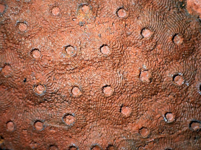 Fossil coral, petrification, Phillipsastrea cf. pineapple, fossil, Devonian around 360 million years old, Boudib, Essimour Alnif, Morocco