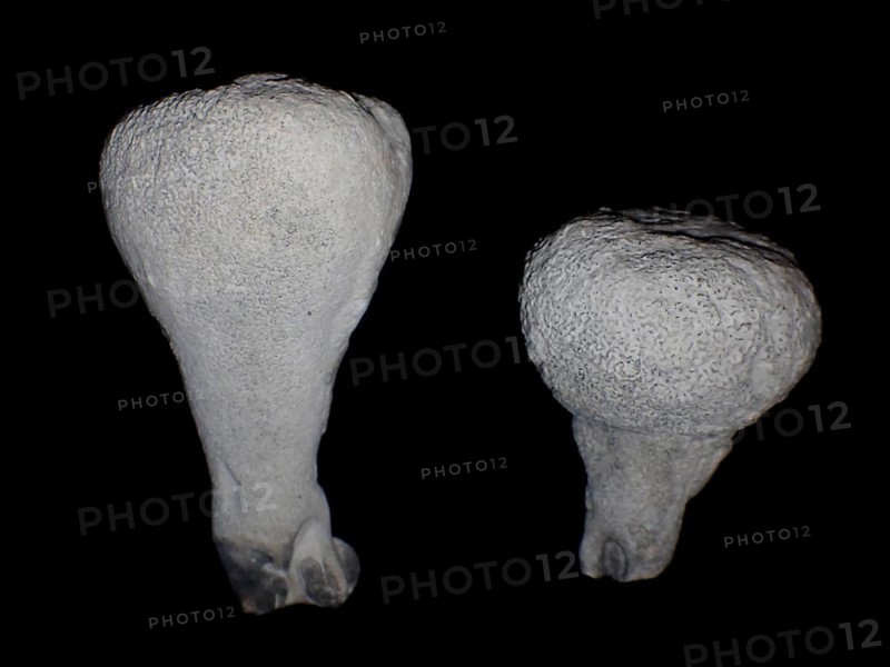 Fossil sponge, petrification, Porifera spec., fossil, campan, chalk, around 80 million years old, Höver, Lower Saxony, Germany