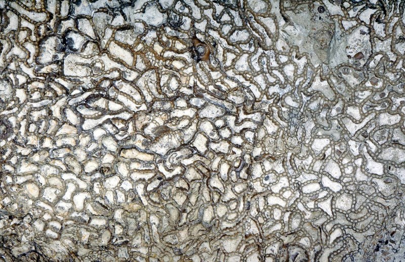 Fossil coral, petrification, Halysites spec., Silurian, around 430 million years old, Irevik, Gotland, Sweden