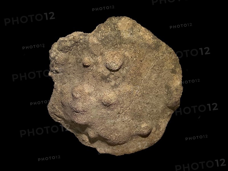 Fossil coral, petrification, Favorites spec., fossil, Silurian around 430 million years old, Gotland Sweden