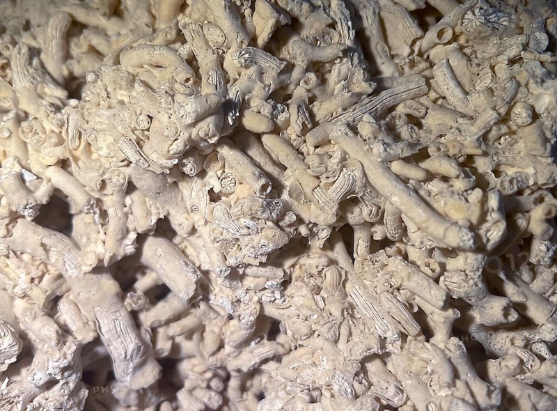 Fossil coral, petrification, Dendrophyllia candelabrum, fossil, Middle Dan, about 60 million years old, Fakse, Zealand, Sweden