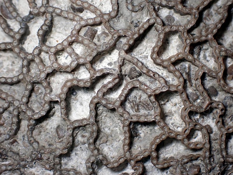 Fossil coral, petrification, Halysites Spec., Silurian, fossil, approximately 430 million years old, Irevik, Gotland, Sweden