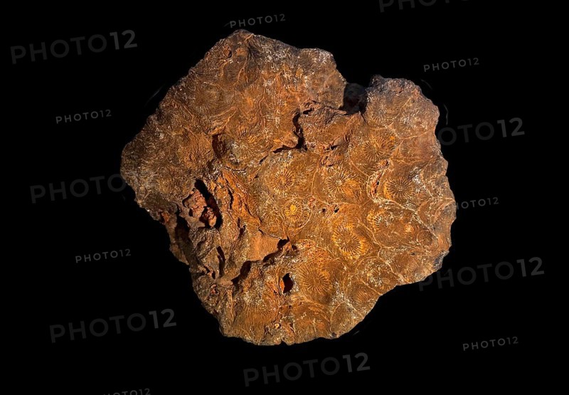 Hexagonaria hexagona, fossil coral, fossil, Devonian, Middle Devonian, approximately 395 million years old, Boudib, Essimour, Alnif, Morocco