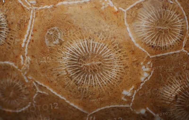 Hexagonaria hexagona, polished, polyp, coral polyp, fossil coral, fossil, petrification, Devonian, Middle Devonian, approximately 395 million years old, Boudib, Essimour, Alnif, Morocco