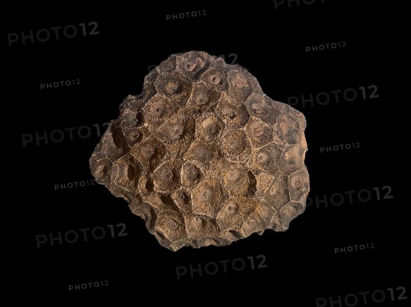 Hexagonaria hexagona, fossil coral, fossil, fossilization, Devonian, fossil, Middle Devonian, approximately 395 million years old, Boudib, Essimour, Alnif, Morocco