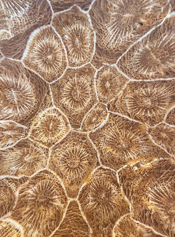 Hexagonaria hexagona, polished, polyp, coral polyp, fossil coral, fossil, petrification, Devonian, Middle Devonian, approximately 395 million years old, Boudib, Essimour, Alnif, Morocco