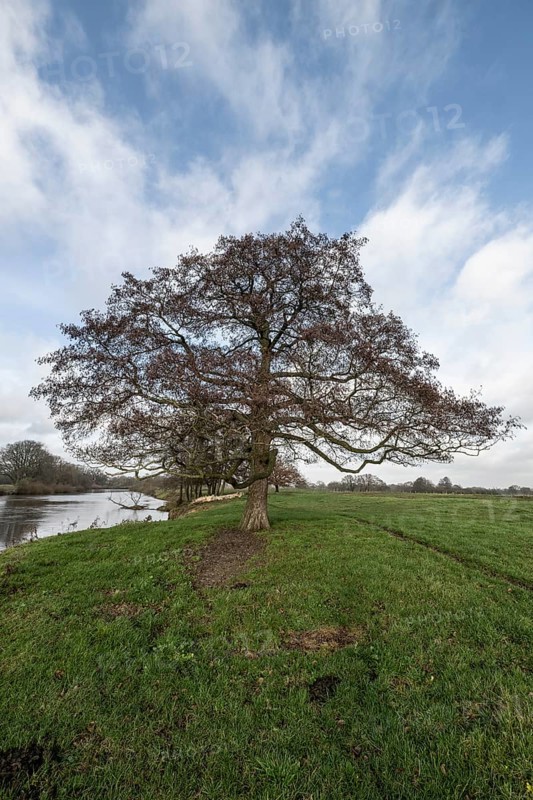 Schwarzerle an der Ems, Emsland, Lower Saxony, Germany