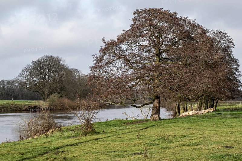Schwarzerle an der Ems, Emsland, Lower Saxony, Germany