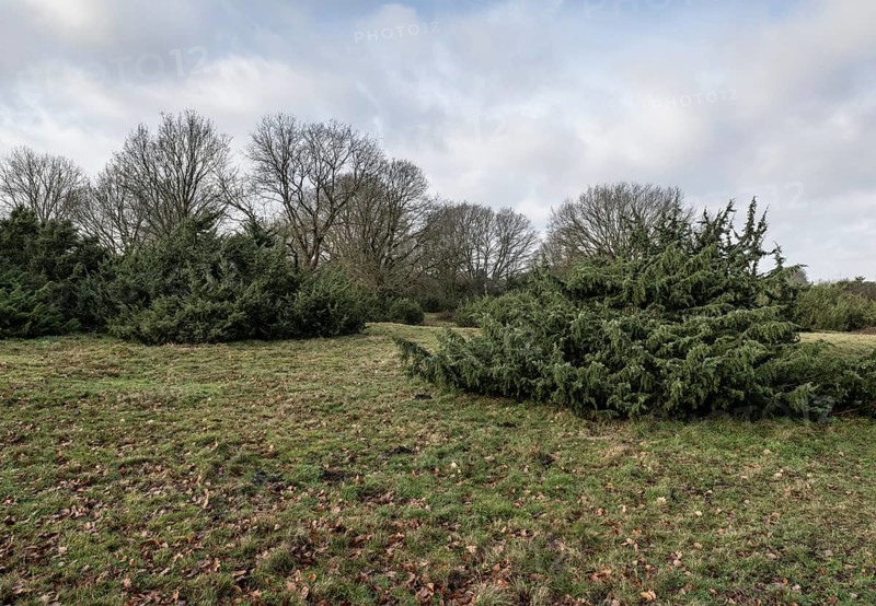 Juniper (Juniperus communis) and English oak (Quercus robur), Meppener Weide, Emsland, Lower Saxony, Germany