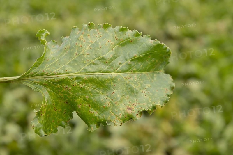 Sugar beet (Beta vulgaris) leaf with Rust (Uromyces betae) fungal plant pathogen disease, England, United Kingdom