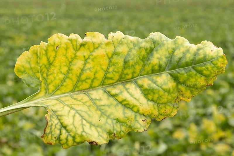 Sugar beet (Beta vulgaris) crop plant leaf in a farm field infected with virus yellows plant pathogen, England, United Kingdom
