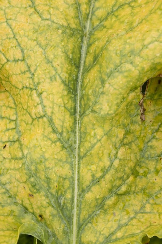 Sugar beet (Beta vulgaris) crop plant leaf in a farm field infected with virus yellows plant pathogen, England, United Kingdom