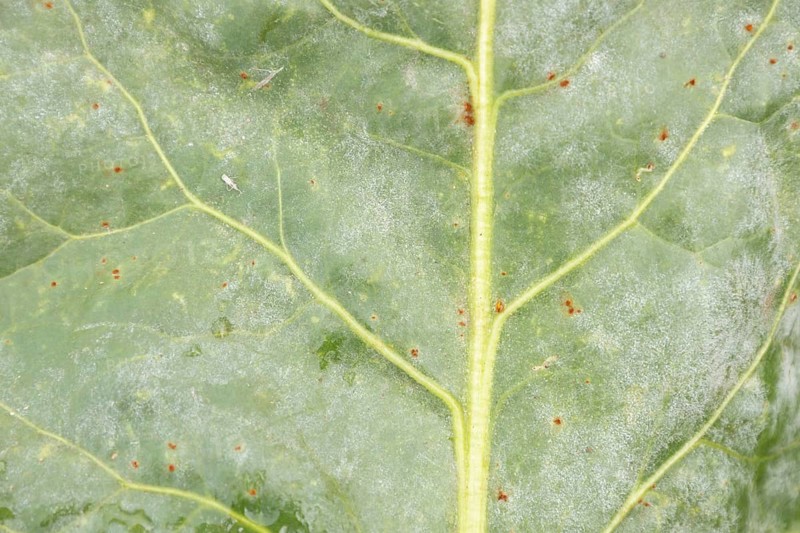 Sugar beet (Beta vulgaris) leaf with Rust (Uromyces betae) and Powdery mildew (fungal plant pathogen disease, England, United Kingdom