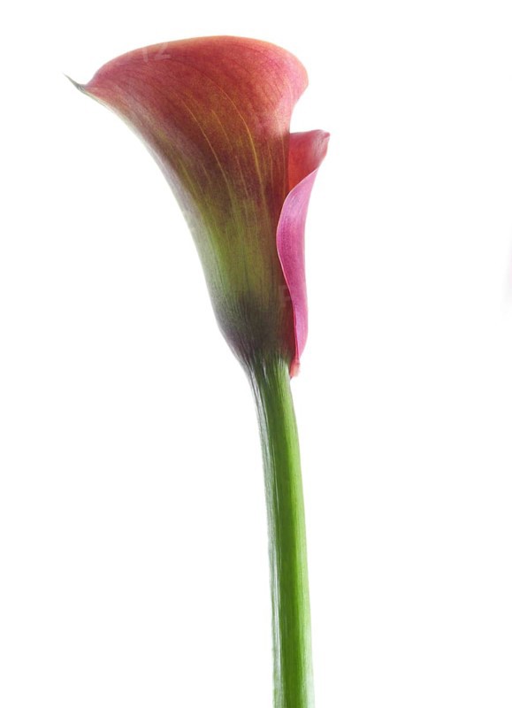 Pink Calla, Rehmann Calla (Zantedeschia rehmannii)