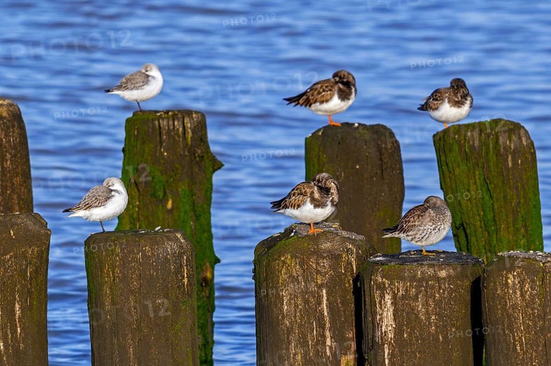 Sanderlings, ruddy turnstones and purple sandpiper in winter plumage resting on wooden breakwater, high tide refuge during flooding in late autumn