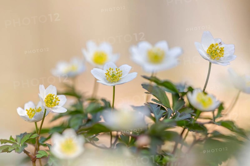Colonial growth of wood anemones / European thimbleweed (Anemone nemorosa) white flowers blooming in spring forest