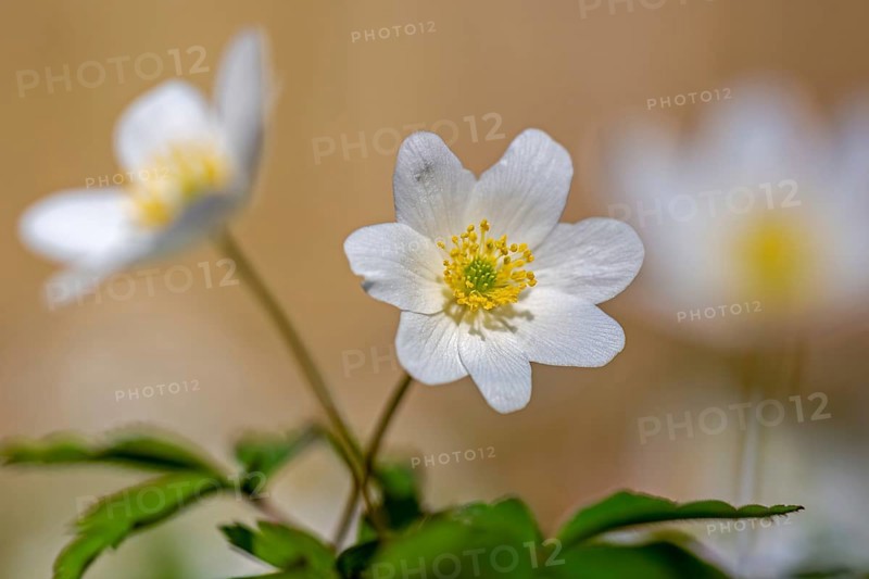 Wood anemone / European thimbleweed (Anemone nemorosa) close-up of white flower showing yellow stamen blooming in spring forest