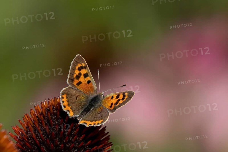 Small copper butterfly (Lycaena phlaeas) adult insect on a Coneflower (Echinacea purpurea) plant flower in summer, England, United Kingdom
